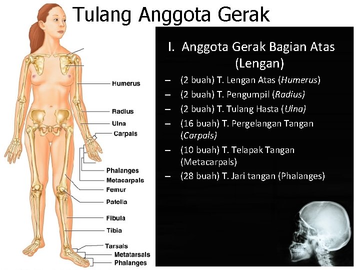 Tulang Anggota Gerak I. Anggota Gerak Bagian Atas (Lengan) (2 buah) T. Lengan Atas