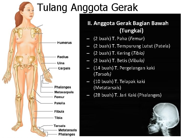 Tulang Anggota Gerak II. Anggota Gerak Bagian Bawah (Tungkai) (2 buah) T. Paha (Femur)