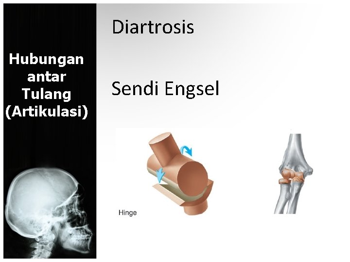 Diartrosis Hubungan antar Tulang (Artikulasi) Sendi Engsel 