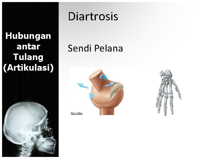 Diartrosis Hubungan antar Tulang (Artikulasi) Sendi Pelana 