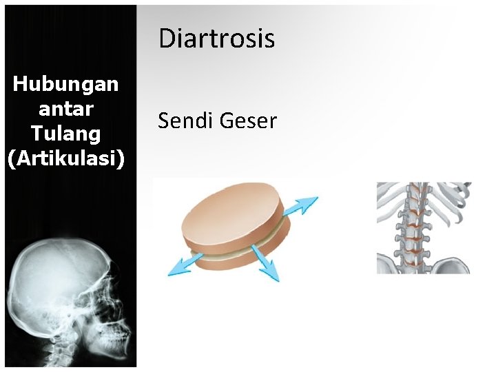 Diartrosis Hubungan antar Tulang (Artikulasi) Sendi Geser 