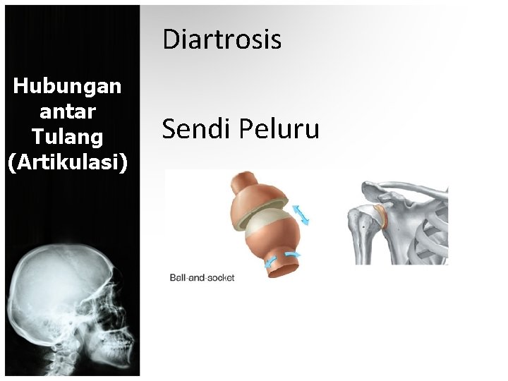 Diartrosis Hubungan antar Tulang (Artikulasi) Sendi Peluru 