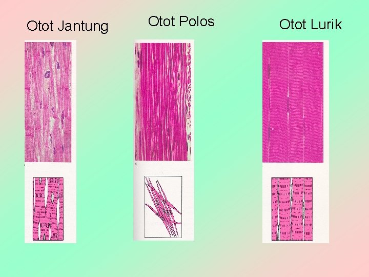 Otot Jantung Otot Polos Otot Lurik 