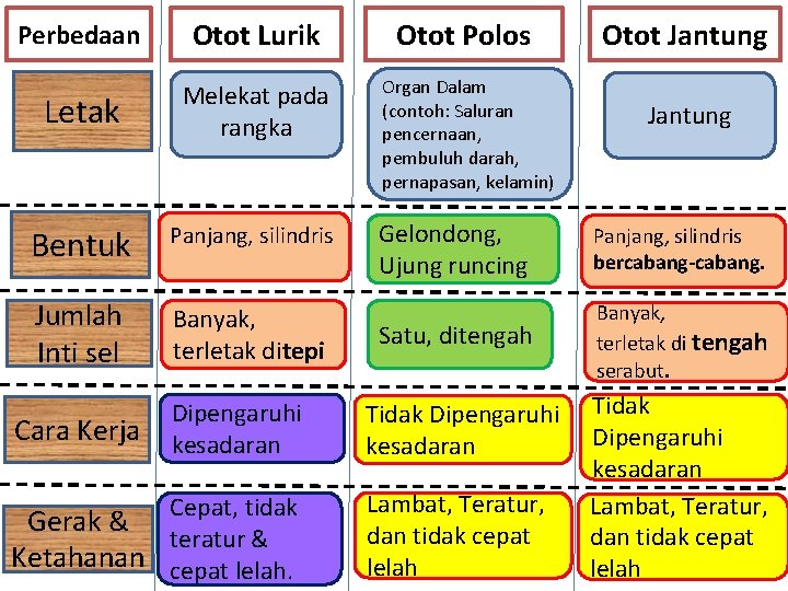 Perbedaan Otot Lurik Otot Polos Letak Melekat pada rangka Organ Dalam (contoh: Saluran pencernaan,