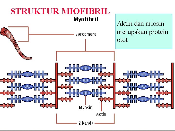 STRUKTUR MIOFIBRIL Aktin dan miosin merupakan protein otot 