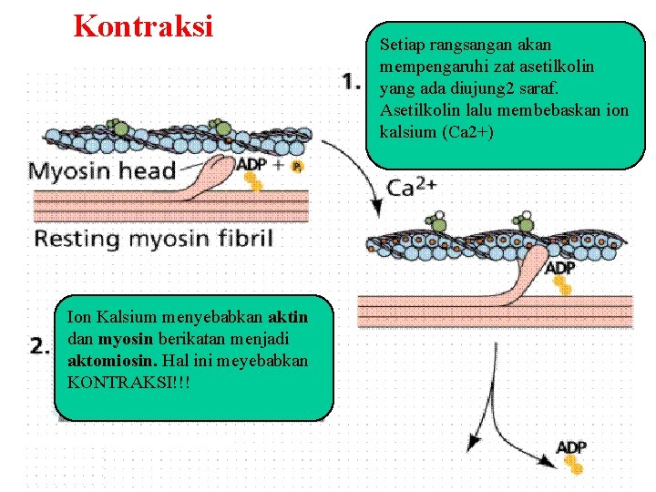 Kontraksi Ion Kalsium menyebabkan aktin dan myosin berikatan menjadi aktomiosin. Hal ini meyebabkan KONTRAKSI!!!