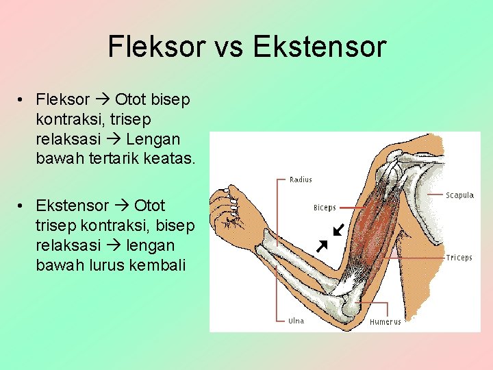 Fleksor vs Ekstensor • Fleksor Otot bisep kontraksi, trisep relaksasi Lengan bawah tertarik keatas.