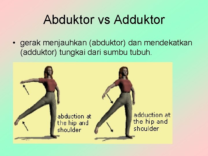 Abduktor vs Adduktor • gerak menjauhkan (abduktor) dan mendekatkan (adduktor) tungkai dari sumbu tubuh.