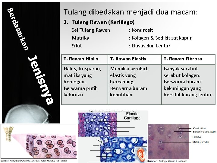 Ber Tulang dibedakan menjadi dua macam: n rka a das 1. Tulang Rawan (Kartilago)