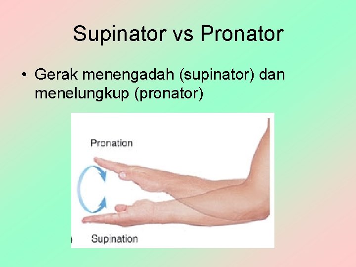 Supinator vs Pronator • Gerak menengadah (supinator) dan menelungkup (pronator) 