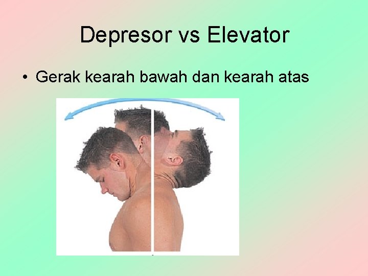 Depresor vs Elevator • Gerak kearah bawah dan kearah atas 