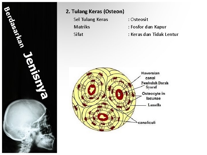 n rka a das Ber 2. Tulang Keras (Osteon) Sel Tulang Keras Matriks Sifat