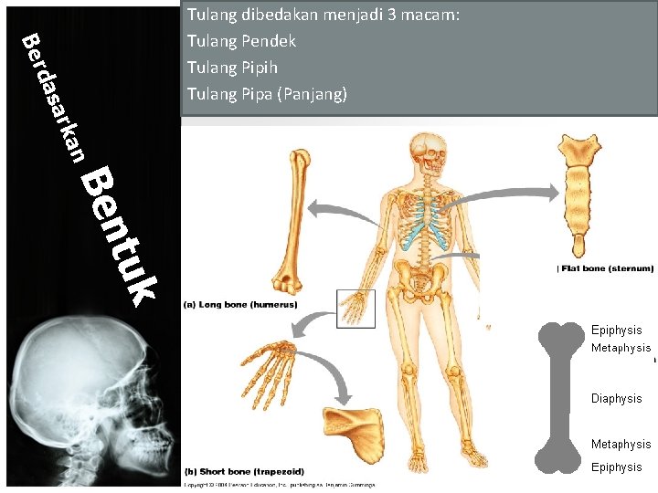 n rka a das Ber Tulang dibedakan menjadi 3 macam: Tulang Pendek Tulang Pipih