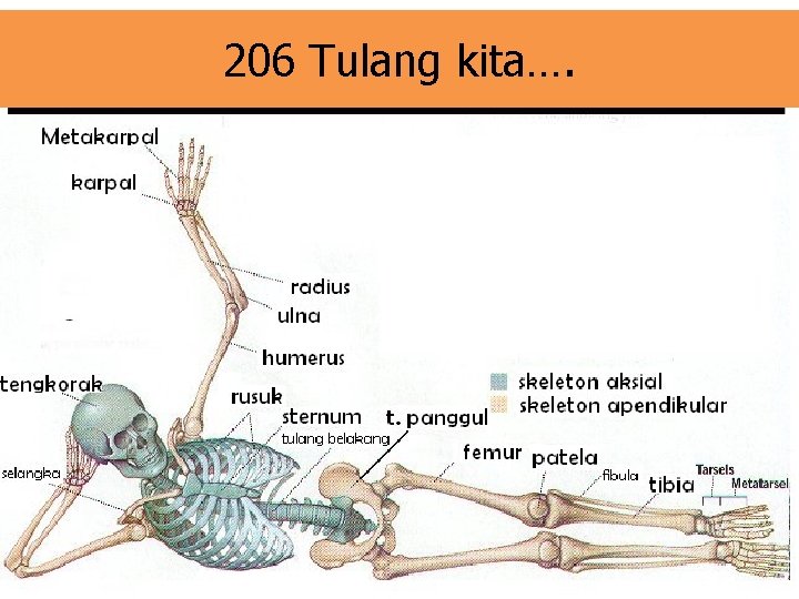 206 Tulang kita…. 