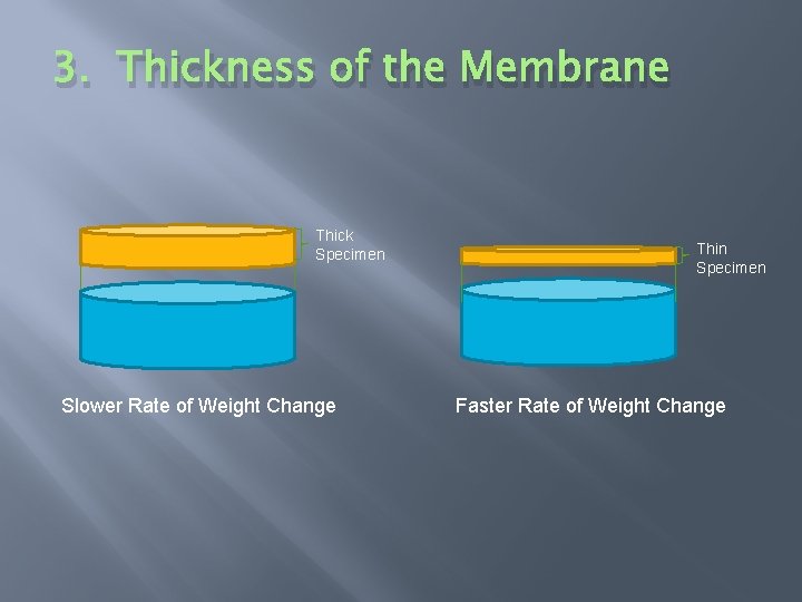 3. Thickness of the Membrane Thick Specimen Slower Rate of Weight Change Thin Specimen