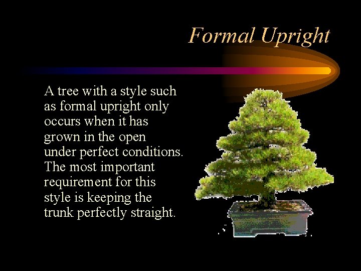 Formal Upright A tree with a style such as formal upright only occurs when
