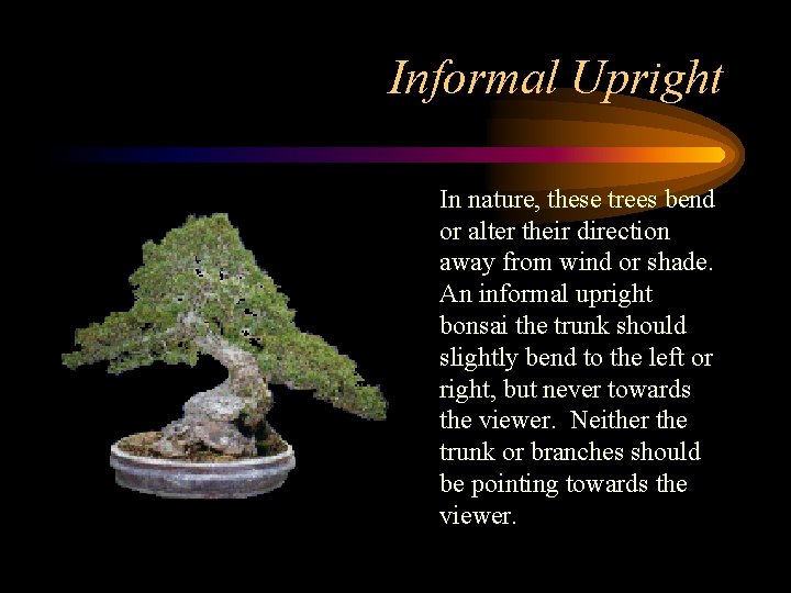 Informal Upright In nature, these trees bend or alter their direction away from wind