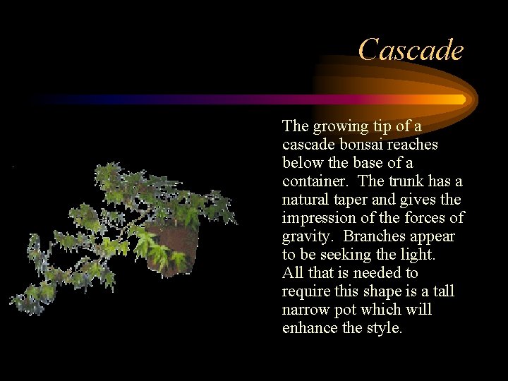 Cascade The growing tip of a cascade bonsai reaches below the base of a