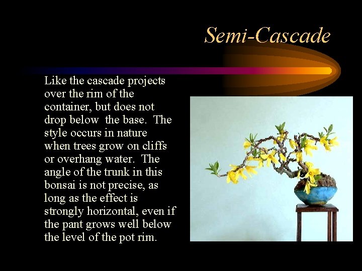Semi-Cascade Like the cascade projects over the rim of the container, but does not