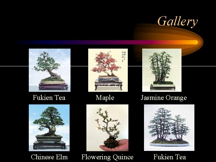Gallery Fukien Tea Chinese Elm Maple Flowering Quince Jasmine Orange Fukien Tea 