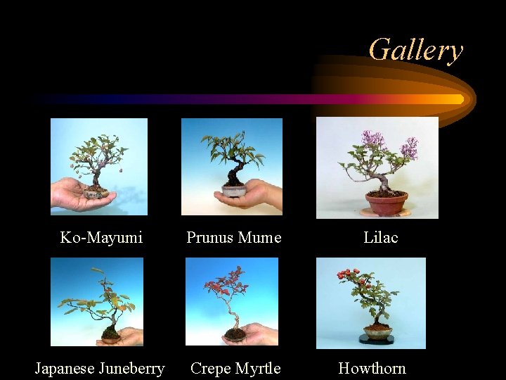 Gallery Ko-Mayumi Prunus Mume Japanese Juneberry Crepe Myrtle Lilac Howthorn 