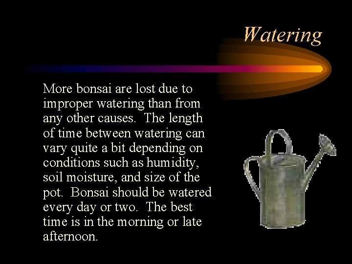 Watering More bonsai are lost due to improper watering than from any other causes.