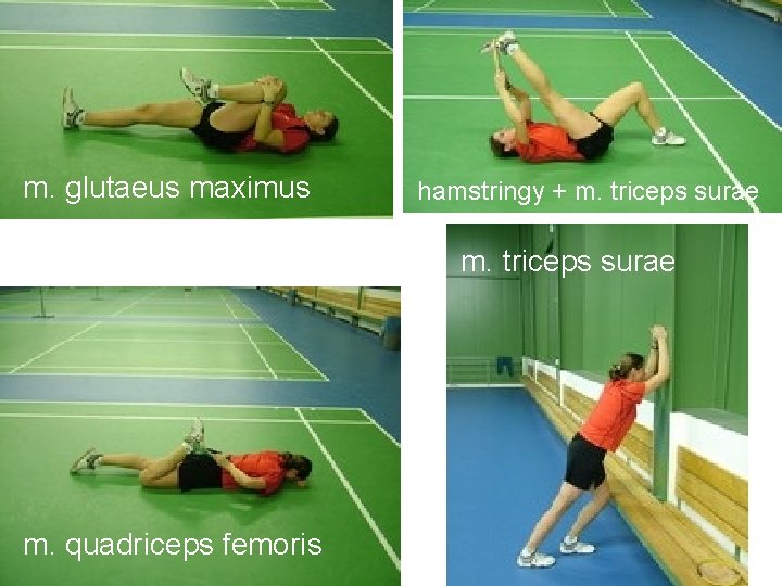 m. glutaeus maximus hamstringy + m. triceps surae m. quadriceps femoris 