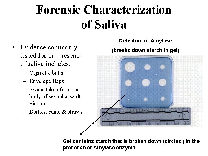 Forensic Characterization of Saliva • Evidence commonly tested for the presence of saliva includes: