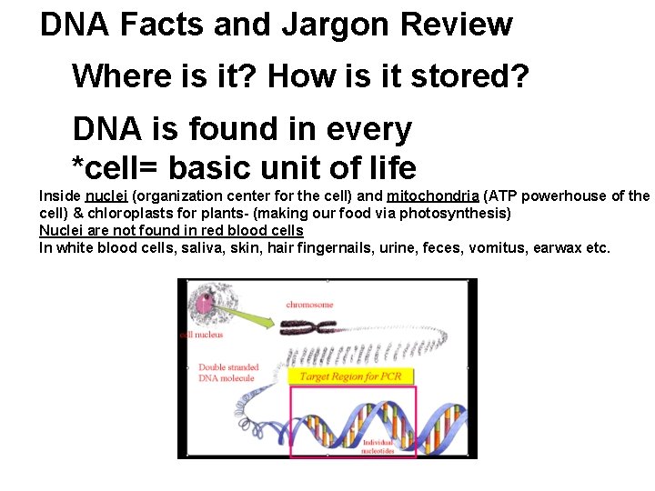 DNA Facts and Jargon Review Where is it? How is it stored? DNA is