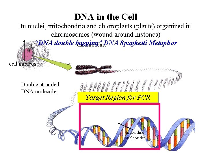 DNA in the Cell In nuclei, mitochondria and chloroplasts (plants) organized in chromosomes (wound