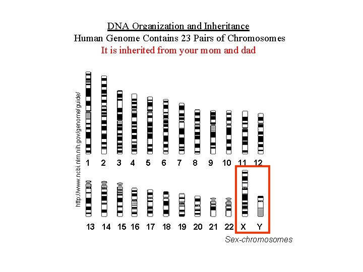 http: //www. ncbi. nlm. nih. gov/genome/guide/ DNA Organization and Inheritance Human Genome Contains 23