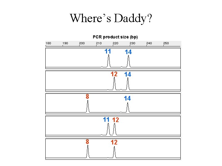 Where’s Daddy? PCR product size (bp) 11 12 8 14 14 11 12 8