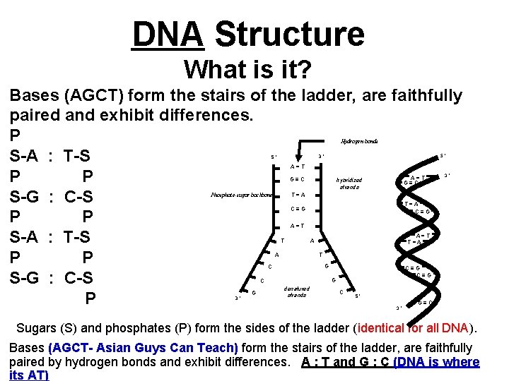 DNA Structure What is it? Bases (AGCT) form the stairs of the ladder, are