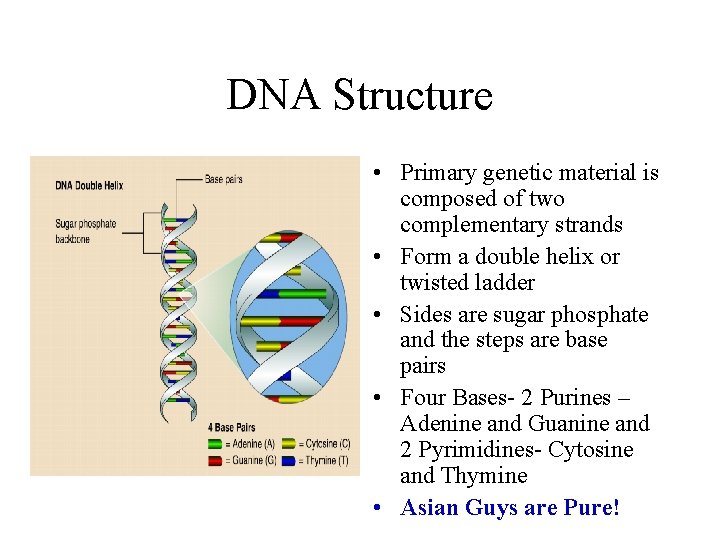 DNA Structure • Primary genetic material is composed of two complementary strands • Form