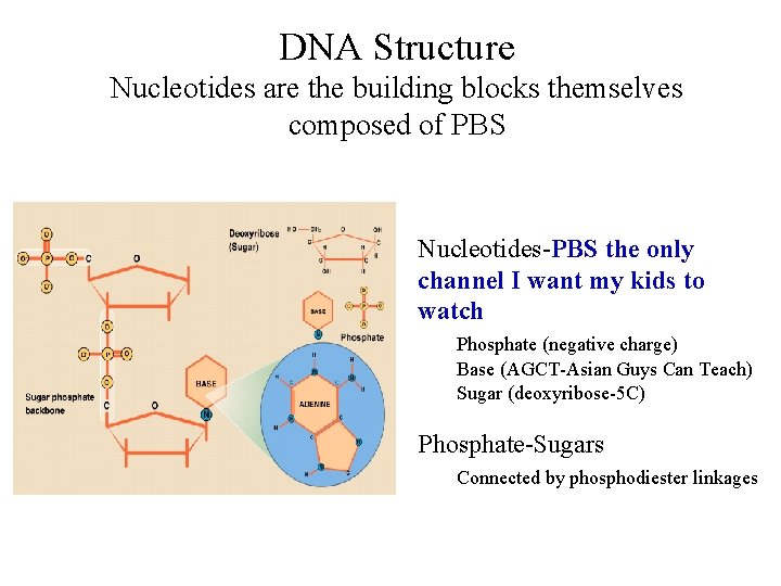 DNA Structure Nucleotides are the building blocks themselves composed of PBS Nucleotides-PBS the only