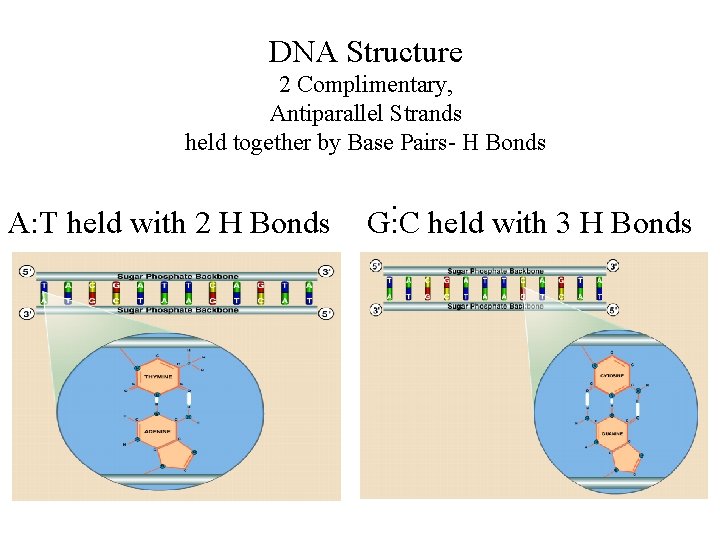 DNA Structure 2 Complimentary, Antiparallel Strands held together by Base Pairs- H Bonds A: