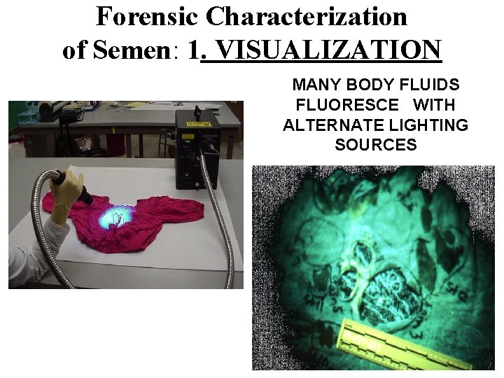 Forensic Characterization of Semen: 1. VISUALIZATION MANY BODY FLUIDS FLUORESCE WITH ALTERNATE LIGHTING SOURCES