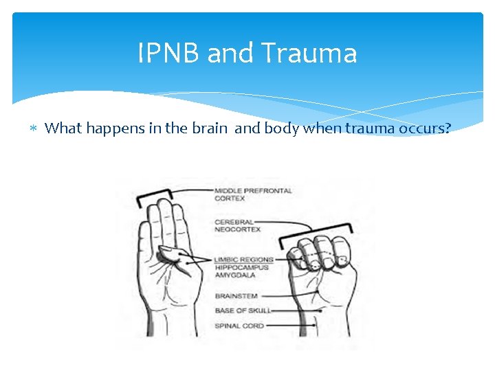 IPNB and Trauma What happens in the brain and body when trauma occurs? 