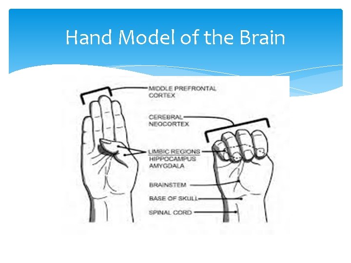 Hand Model of the Brain 