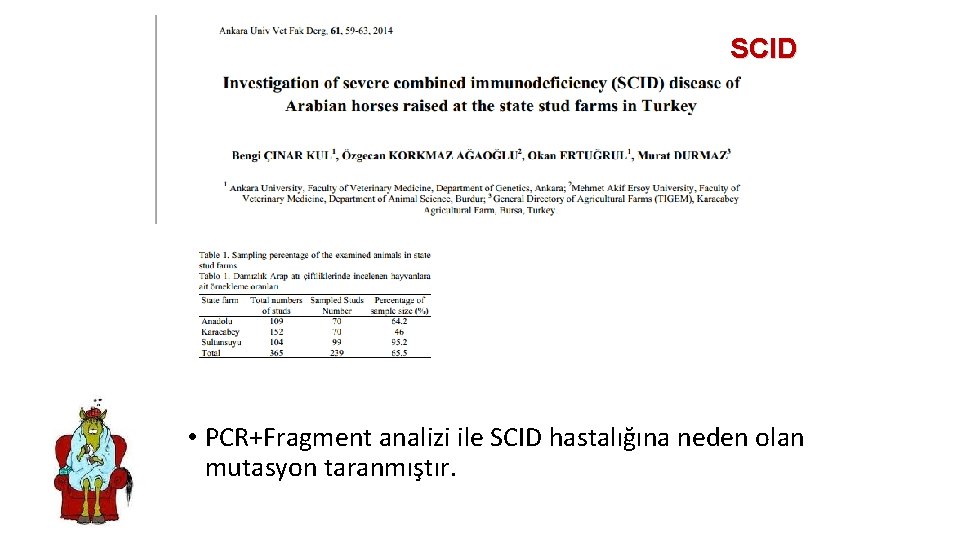 SCID • PCR+Fragment analizi ile SCID hastalığına neden olan mutasyon taranmıştır. 