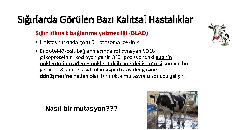 Sığırlarda Görülen Bazı Kalıtsal Hastalıklar Sığır lökosit bağlanma yetmezliği (BLAD) • Holştayn ırkında görülür,