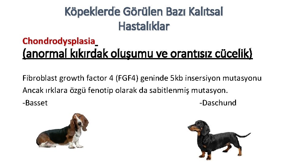 Köpeklerde Görülen Bazı Kalıtsal Hastalıklar Chondrodysplasia (anormal kıkırdak oluşumu ve orantısız cücelik) Fibroblast growth