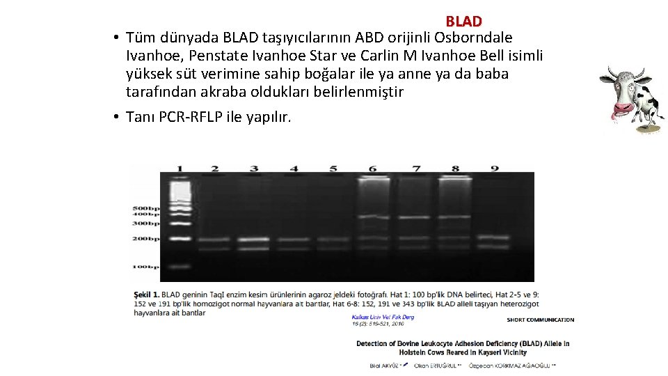 BLAD • Tüm dünyada BLAD taşıyıcılarının ABD orijinli Osborndale Ivanhoe, Penstate Ivanhoe Star ve