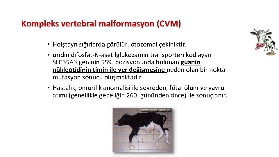 Kompleks vertebral malformasyon (CVM) • Holştayn sığırlarda görülür, otozomal çekiniktir. • üridin difosfat-N-asetilglukozamin transporteri