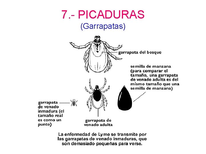 7. - PICADURAS (Garrapatas) 