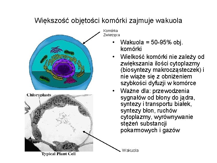 Większość objętości komórki zajmuje wakuola Komórka Zwierzęca • Wakuola = 50 -95% obj. komórki