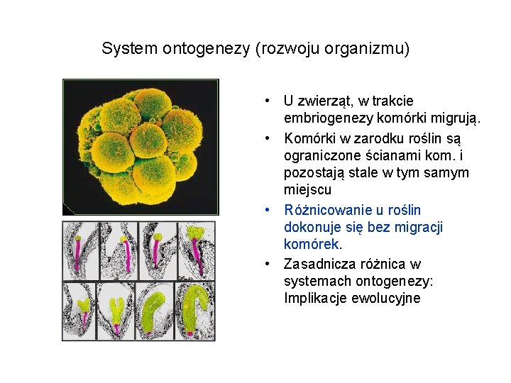 System ontogenezy (rozwoju organizmu) • U zwierząt, w trakcie embriogenezy komórki migrują. • Komórki
