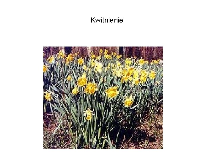 Kwitnienie 