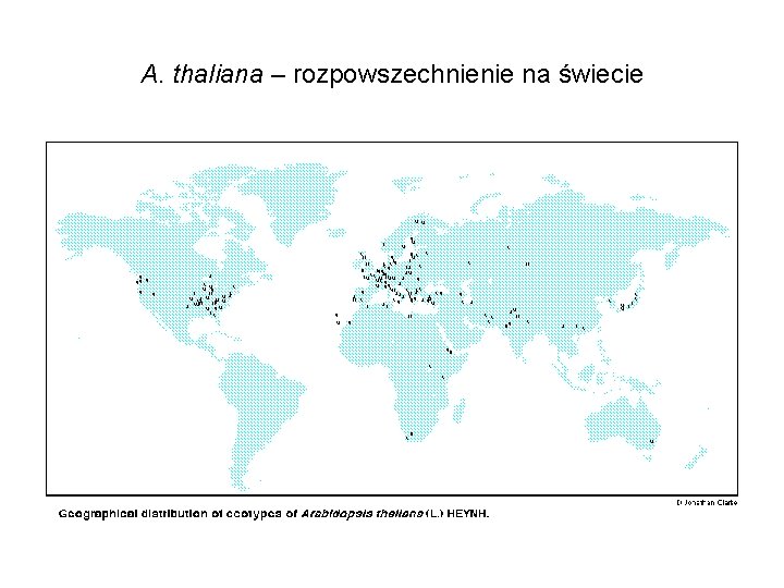 A. thaliana – rozpowszechnienie na świecie 