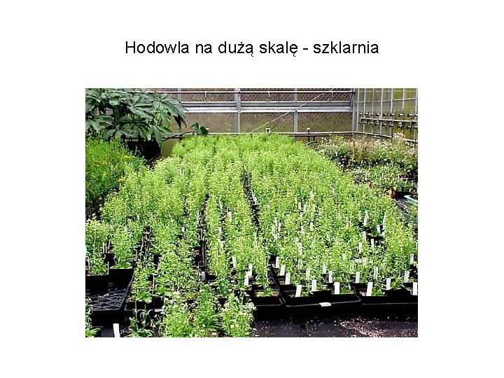 Hodowla na dużą skalę - szklarnia 